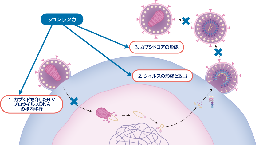 作用機序